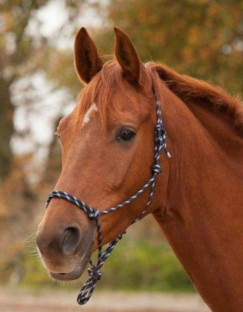 Knotted Rope Halter